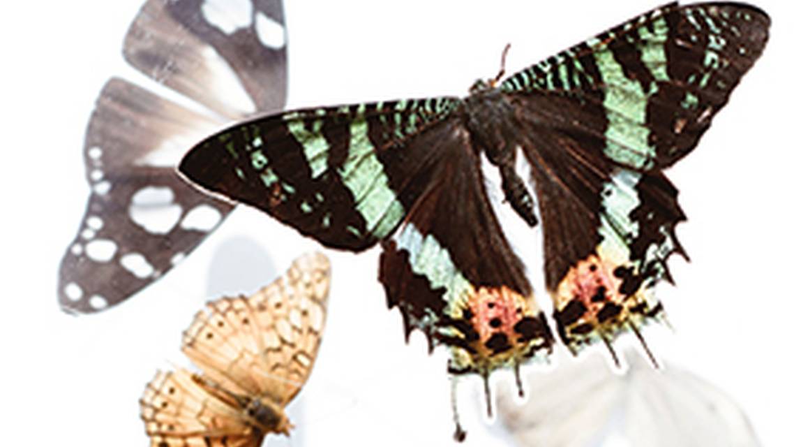 Transitioning a Medical Dermatology Practice to a Cosmetic Dermatology Practice image