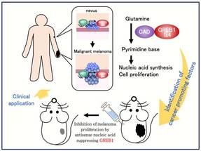 Melanoma Discovery Understanding the Role of GREB1 Isoform4 in Melanoma image