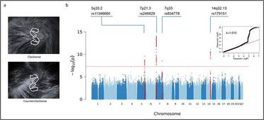 Research Uncovers Genes Dictating the Direction of Hair Whorls image
