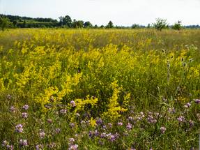 Galium Verum