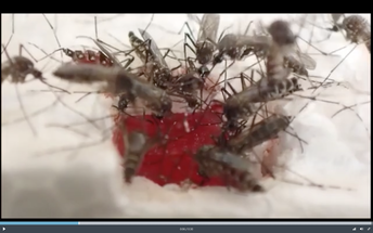 Engineered Human Tissue May Help Study Mosquito Bites Diseases image