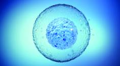 stem cell