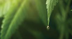 cannabinoid