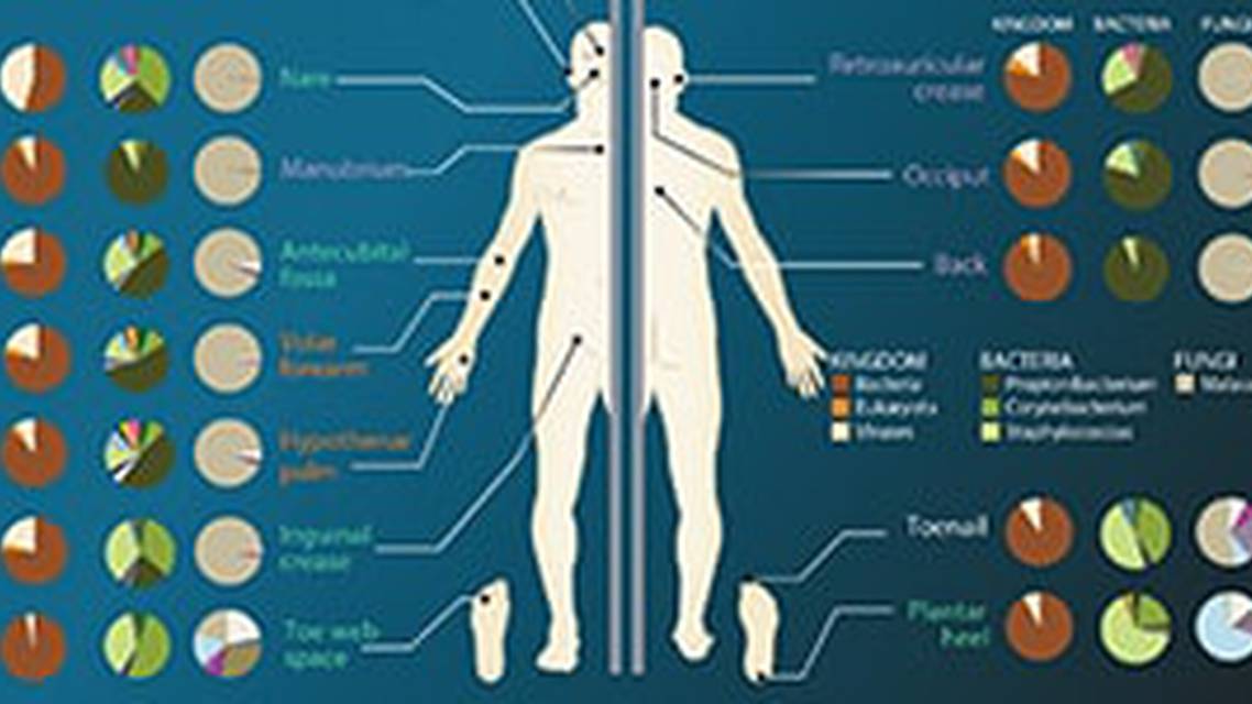 The Microbiome What Do We Know Now image