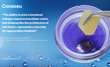 conexeu modern aesthetics