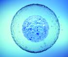 stem cell