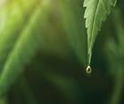 cannabinoid