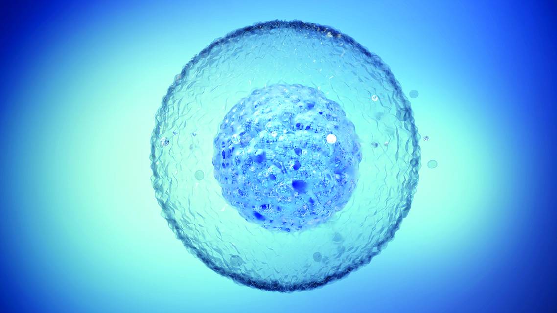 stem cell