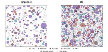 Skin Cancerrelated Mutations Higher in the UK Than Singapore image