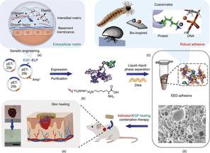 Wound Repair Breakthrough Protein Coacervates Engineered Into Adhesive for Unprecedented Skin Repair Speed image